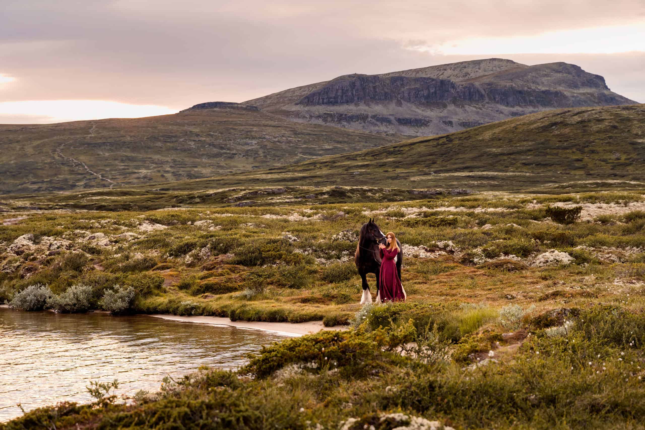 hest på venabygdsfjellet