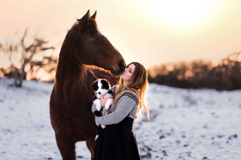 white shephard images